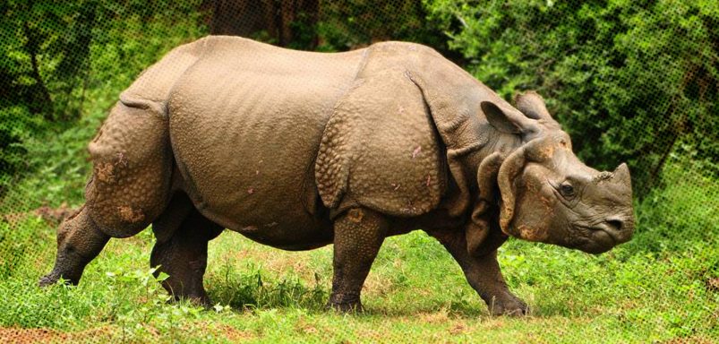 The forgotten rhinos that once roamed the Bengal floodplain
