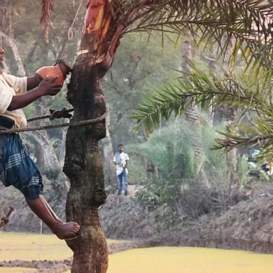 Nipah virus: What you need to know and how to say safe