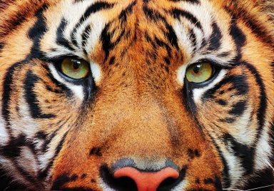 Top 10 countries with the highest number of tigers