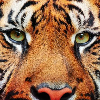 Top 10 countries with the highest number of tigers