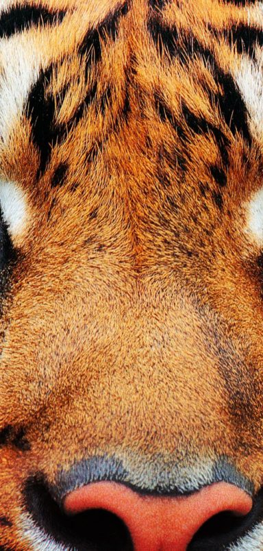 Top 10 countries with the highest number of tigers