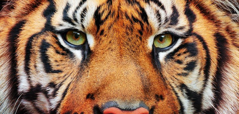 Top 10 countries with the highest number of tigers