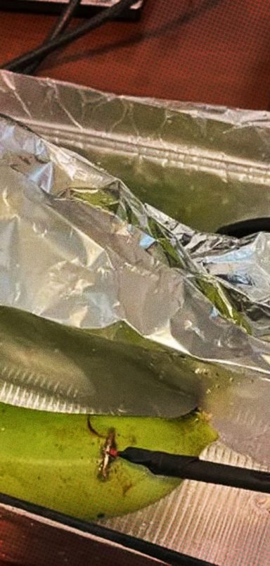 Banana vs copper. A test that challenges high-end audio cable claims