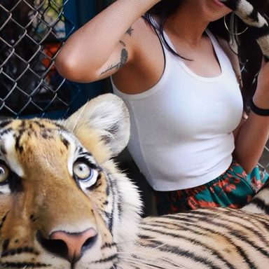 What caused the sudden deaths of 72 tigers at a Thai tourist park?