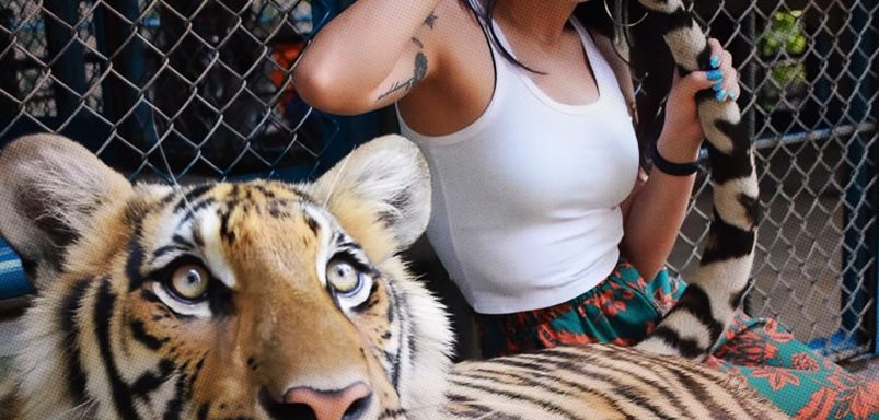 What caused the sudden deaths of 72 tigers at a Thai tourist park?