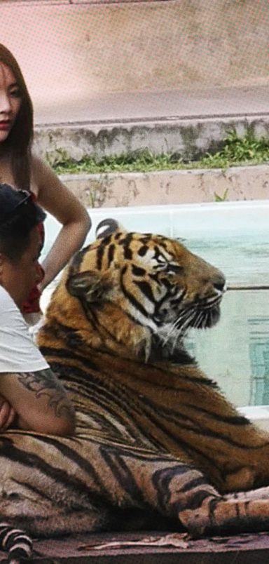 What caused the sudden deaths of 72 tigers at a Thai tourist park?