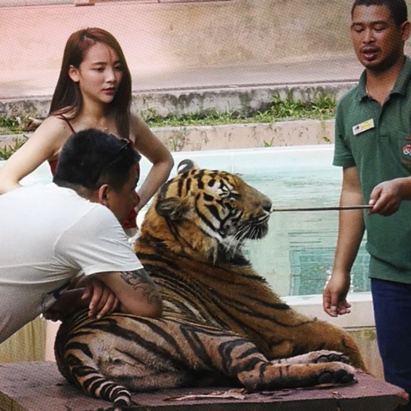 What caused the sudden deaths of 72 tigers at a Thai tourist park?
