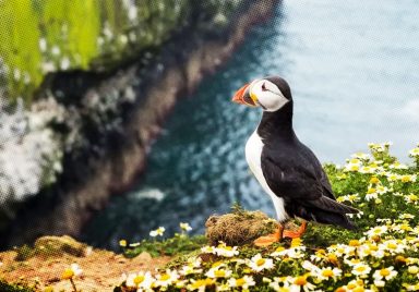 Get paid to live on an island and count birds with food and lodging covered