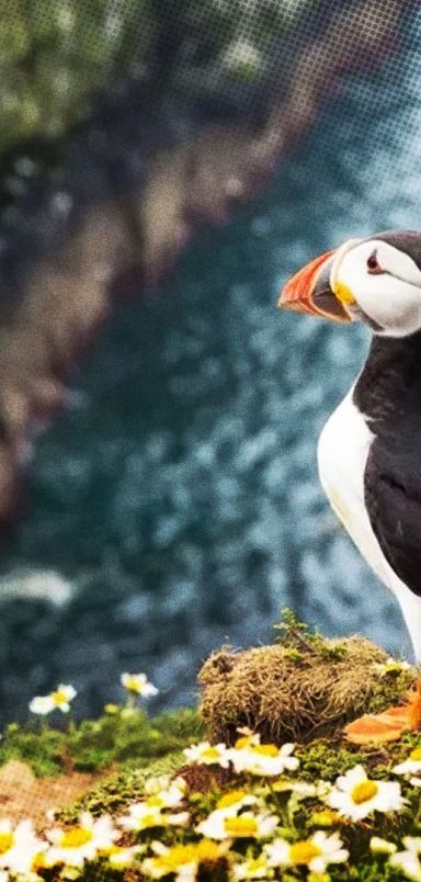 Get paid to live on an island and count birds with food and lodging covered