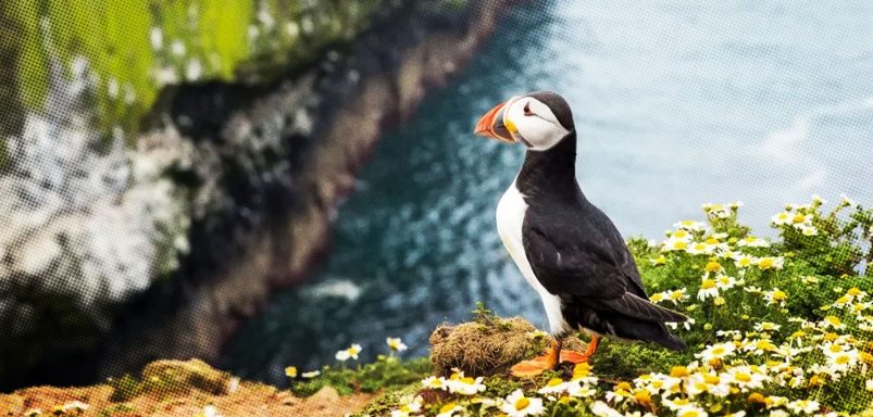 Get paid to live on an island and count birds with food and lodging covered