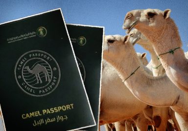 Why is Saudi Arabia issuing passports to camels?