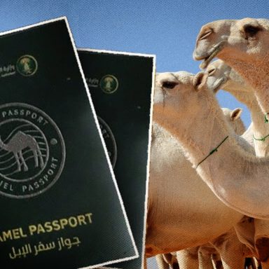 Why is Saudi Arabia issuing passports to camels?