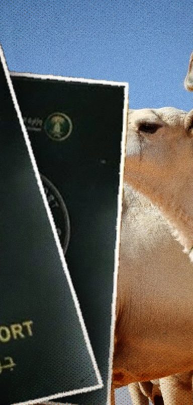 Why is Saudi Arabia issuing passports to camels?