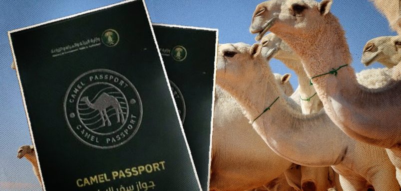 Why is Saudi Arabia issuing passports to camels?