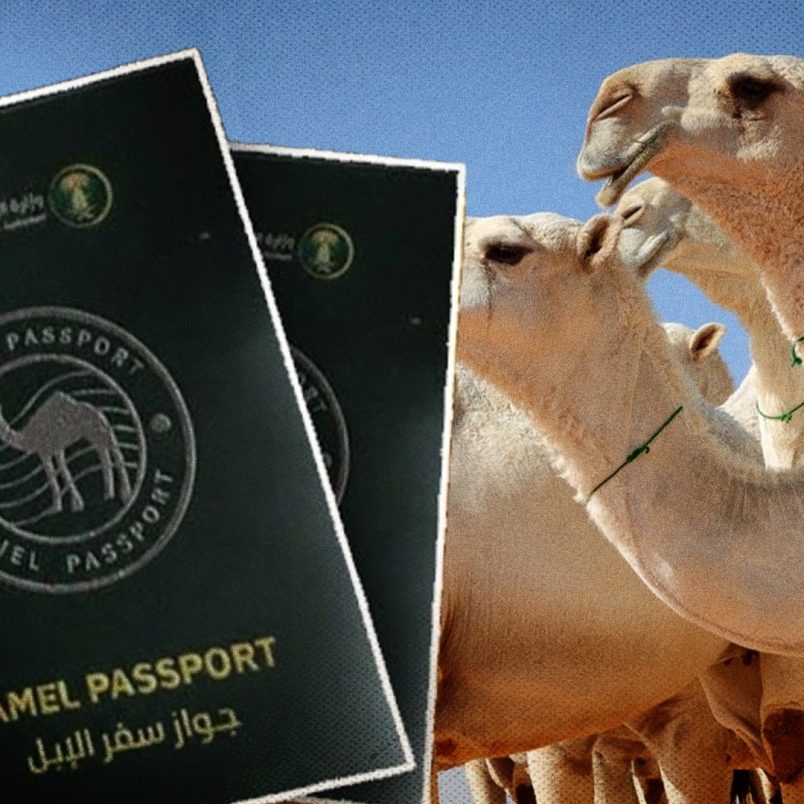 Why is Saudi Arabia issuing passports to camels?
