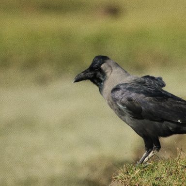 Where have Dhaka's crows gone?