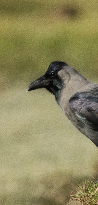 Where have Dhaka's crows gone?