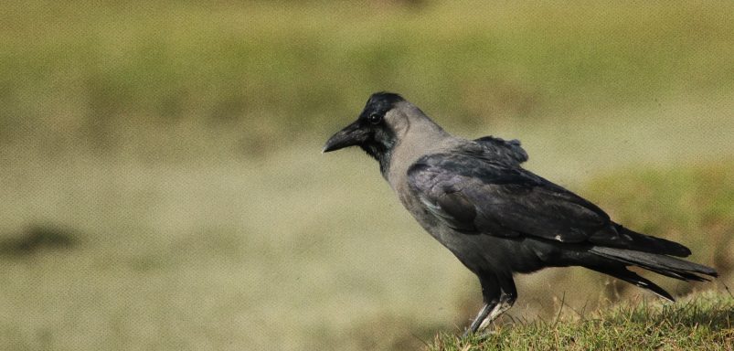 Where have Dhaka's crows gone?