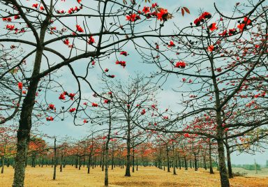 Shimul Bagan: A red blooming paradise in Sunamganj