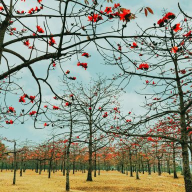 Shimul Bagan: A red blooming paradise in Sunamganj