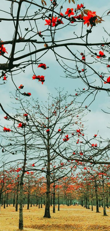 Shimul Bagan: A red blooming paradise in Sunamganj