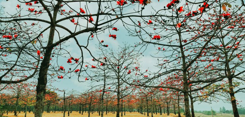Shimul Bagan: A red blooming paradise in Sunamganj
