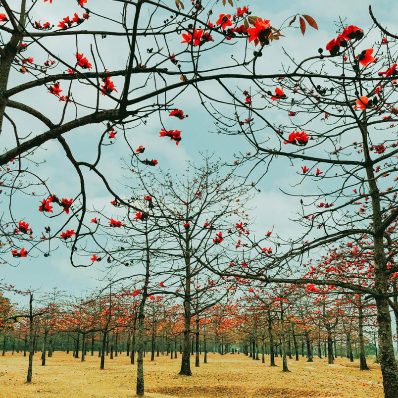 Shimul Bagan: A red blooming paradise in Sunamganj