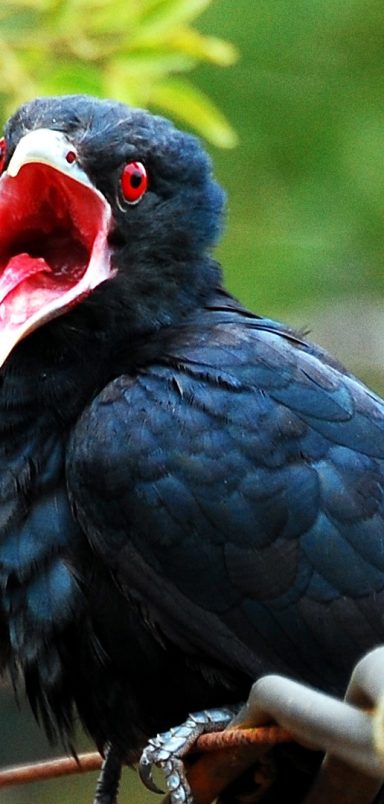 Why the Cuckoo only sings in Spring