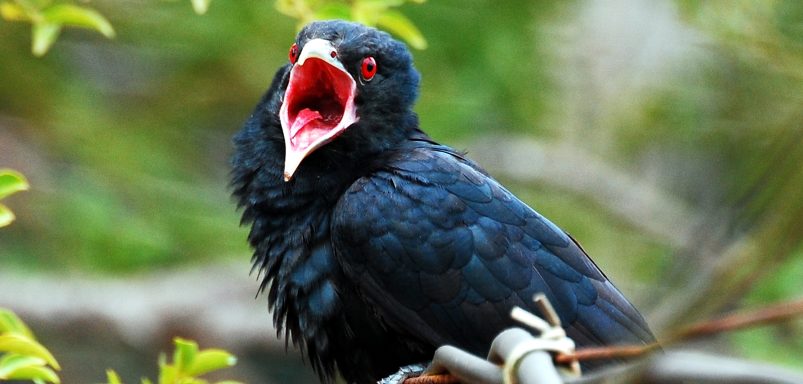 Why the Cuckoo only sings in Spring