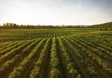 Which are the top countries with the most agricultural land?