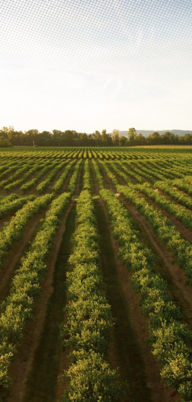 Which are the top countries with the most agricultural land?