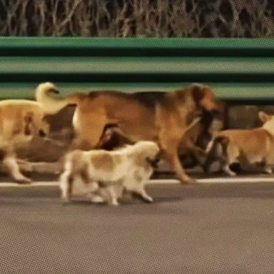 How did seven lost dogs travel 17km to find their way home?