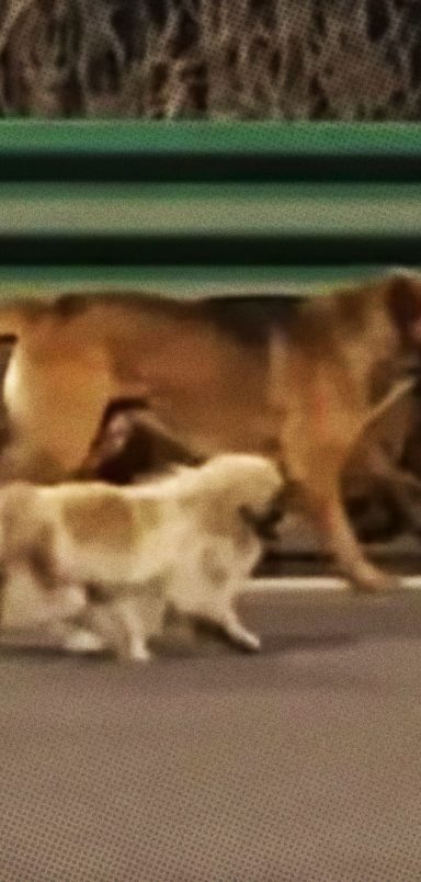 How did seven lost dogs travel 17km to find their way home?