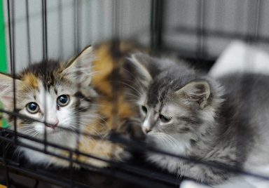 Where to keep your pets safe during holidays?