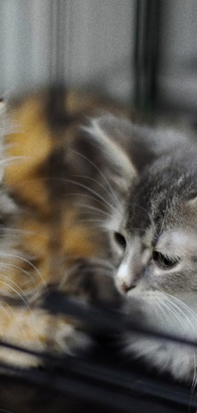 Where to keep your pets safe during holidays?