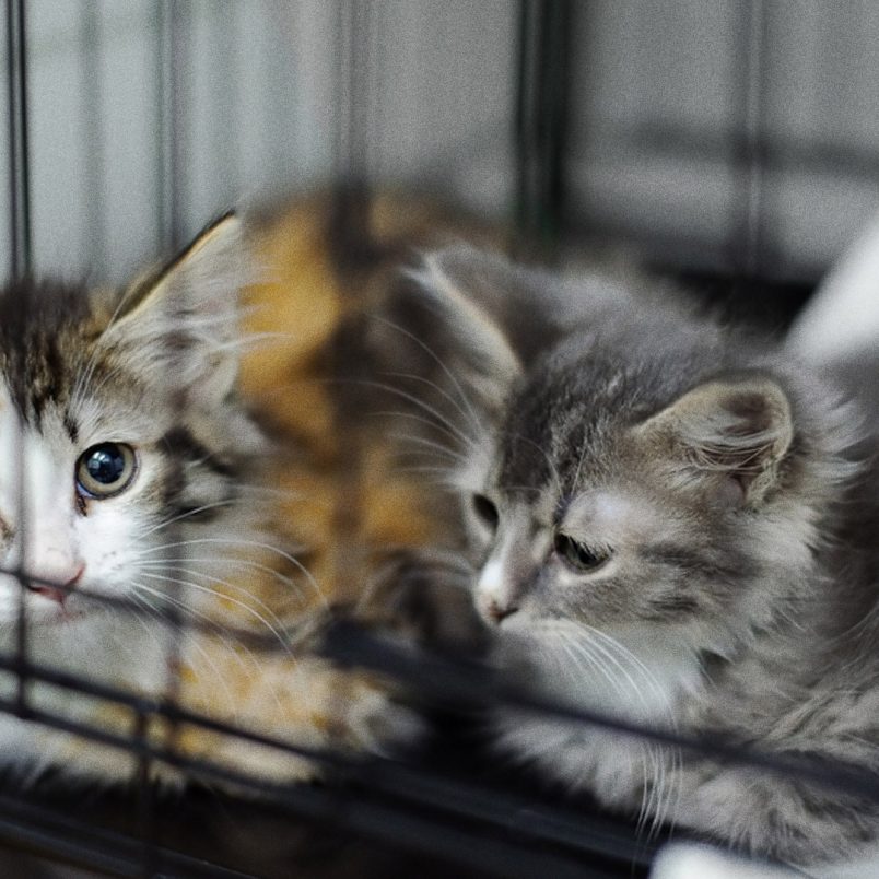 Where to keep your pets safe during holidays?