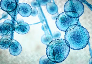 Why is drug-resistant 'superbug' spreading through Dhaka's ICUs?