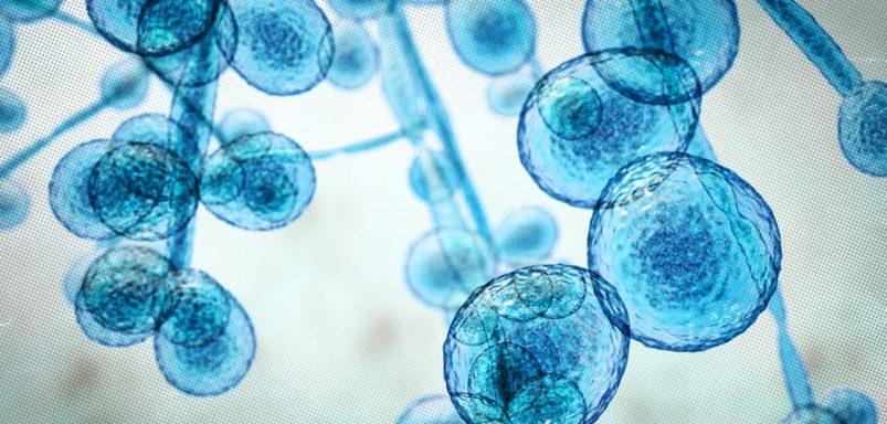 Why is drug-resistant 'superbug' spreading through Dhaka's ICUs?