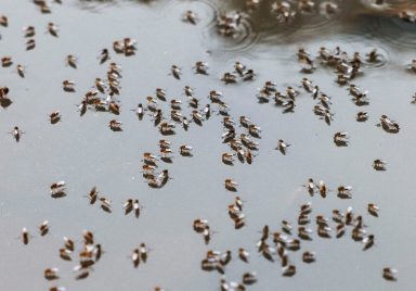 3 reasons mosquitoes are becoming an intolerable nuisance in Bangladesh