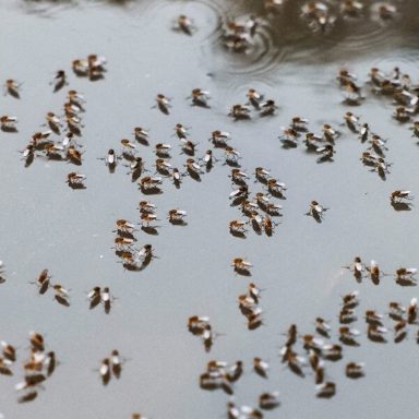 3 reasons mosquitoes are becoming an intolerable nuisance in Bangladesh