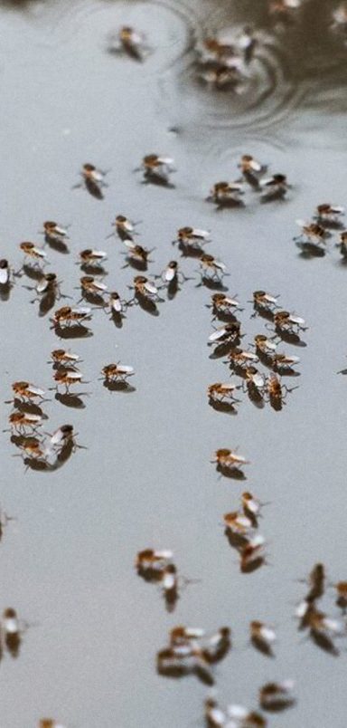 3 reasons mosquitoes are becoming an intolerable nuisance in Bangladesh