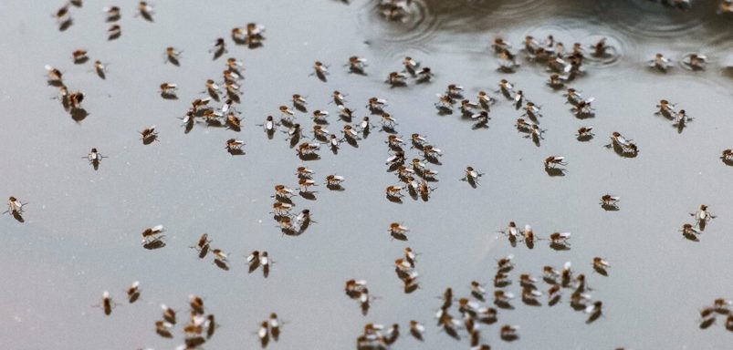 3 reasons mosquitoes are becoming an intolerable nuisance in Bangladesh