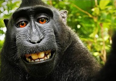 How a selfie taken by a monkey triggered copyright ownership debate