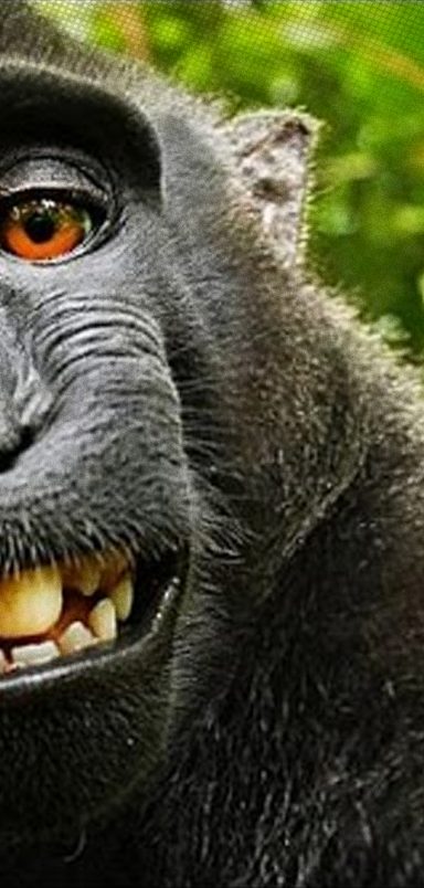 How a selfie taken by a monkey triggered copyright ownership debate
