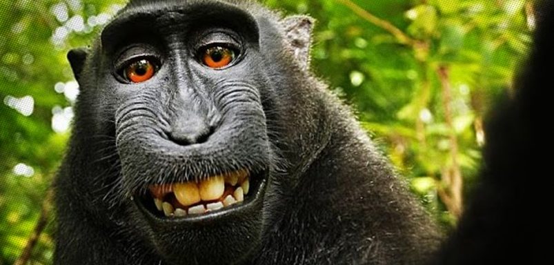 How a selfie taken by a monkey triggered copyright ownership debate