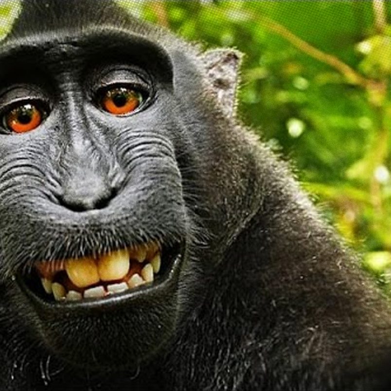 How a selfie taken by a monkey triggered copyright ownership debate