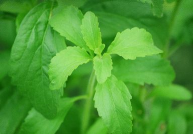 What is stevia and is it a safe sugar alternative?