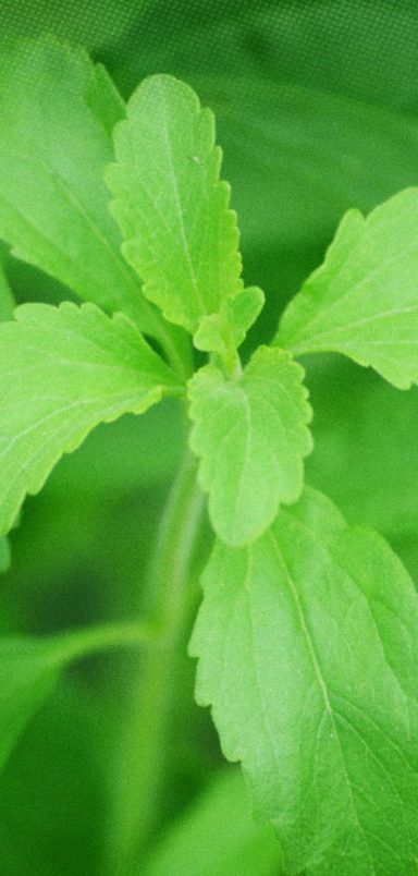 What is stevia and is it a safe sugar alternative?
