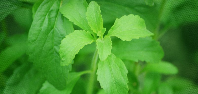 What is stevia and is it a safe sugar alternative?