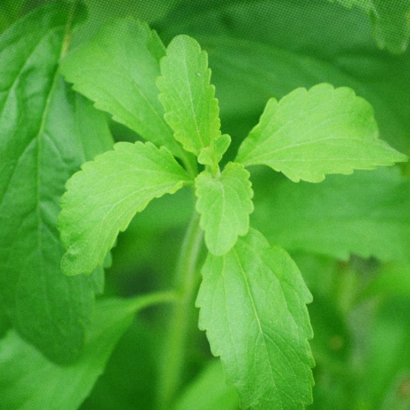 What is stevia and is it a safe sugar alternative?